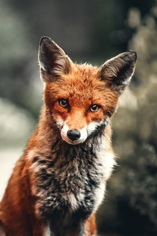 Wild animal, fox, red, 240x320 wallpaper