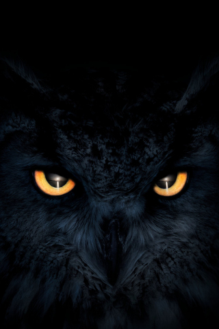 Owl, dark, glowing eyes, muzzle, 240x320 wallpaper