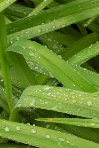 Plants, leaves, water drops, close up, 240x320 wallpaper