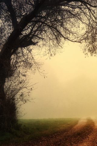 Dirt road, misty day, tree, nature, 240x320 wallpaper