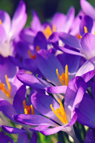 Crocus, bright and violet, flower, 240x320 wallpaper