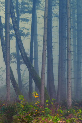 Forest, mist, trees, nature, 240x320 wallpaper