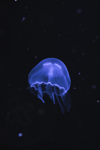 Blue jellyfish, underwater, dark, fish, 240x320 wallpaper
