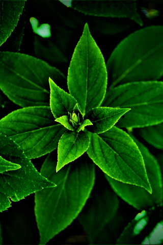 Leaves, bright, small buds, close up, 240x320 wallpaper