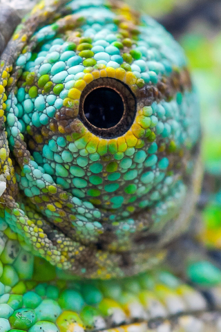 Chameleon's eye, close up, 240x320 wallpaper