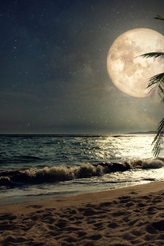 Beach, sand, night's moon, palm tree, nature, 240x320 wallpaper
