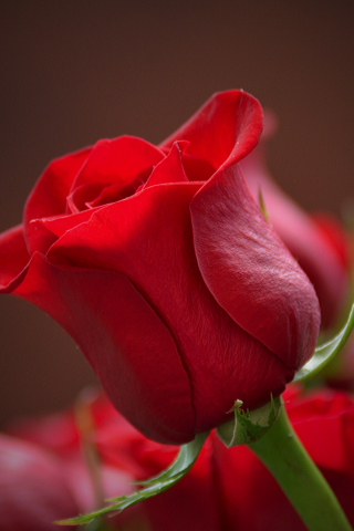 Bud, rose, red flower, close up, 240x320 wallpaper