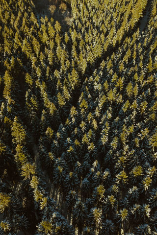 Forest, green, aerial view, dense, 240x320 wallpaper