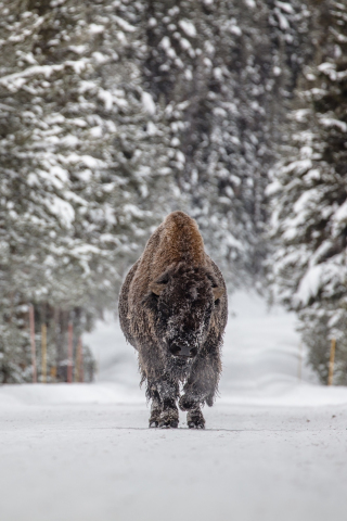 Wild ad furry animal, Bison, winter, 240x320 wallpaper