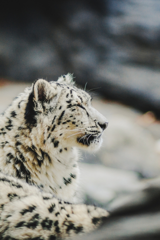 Zoo, relaxed, Snow Leopard, predator, 240x320 wallpaper