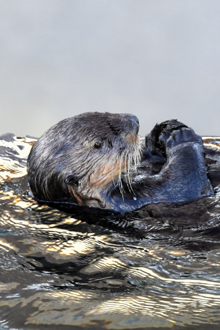 Sea otter, aquatic animal, swim, 240x320 wallpaper