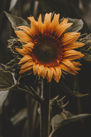 Beautiful, bloom, sunflower, yellow, 240x320 wallpaper