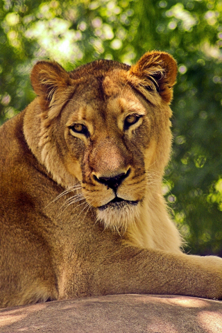 Lioness, zoo, predator, relaxed, 240x320 wallpaper