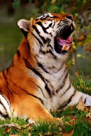 Big cat, yawn, tiger, animal, predator, 240x320 wallpaper