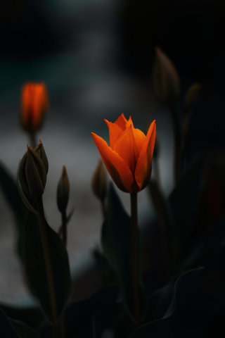 Tulip, orange flower, portrait, 240x320 wallpaper