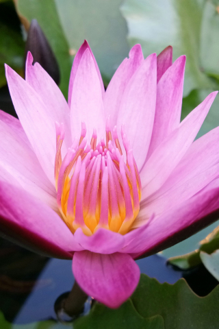 Water lily, pink flower, close up, 240x320 wallpaper