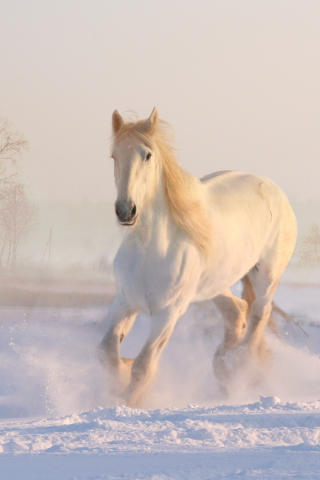 White horse, run, animal, 240x320 wallpaper