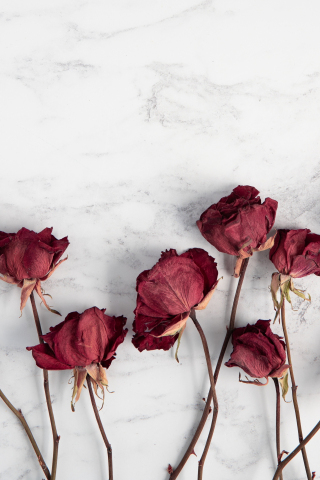 Dry, red roses, flowers, 240x320 wallpaper