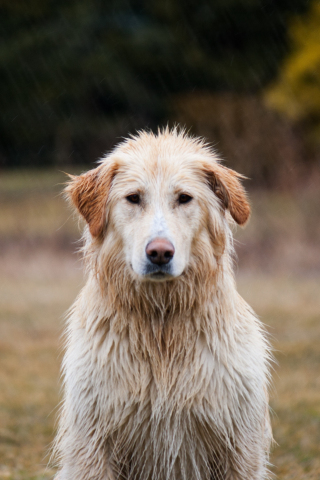 Labrador Retriever, dog, wet, 240x320 wallpaper