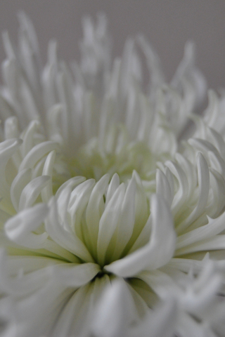 White flower, close up, petals, bloom, 240x320 wallpaper