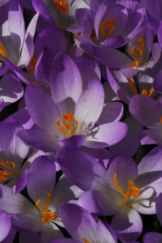 Bloom, flowers, purple crocus, 240x320 wallpaper