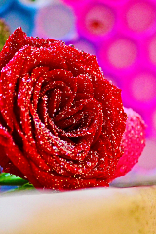 Download wallpaper 240x320 red rose, close up, flower, old mobile, cell  phone, smartphone, 240x320 hd image background, 2015