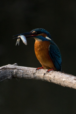 Nature, kingfisher, colorful, 240x320 wallpaper