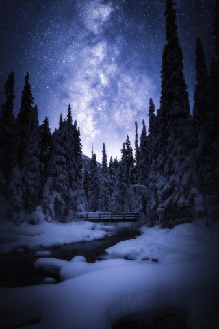 Banff National Park, Canada, night, trees, forest, bridge, 240x320 wallpaper