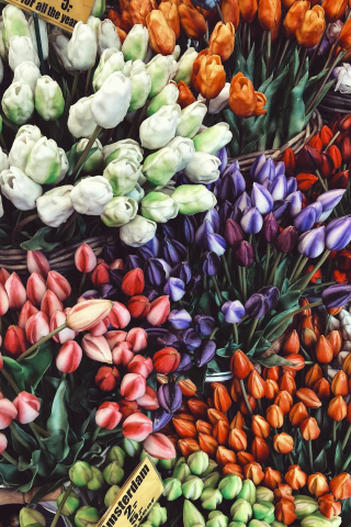 Tulips colorful, tulips, flower market, 240x320 wallpaper
