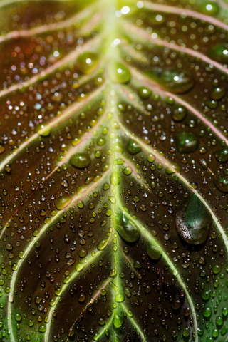 Veins of the leaf, close up, drops, 240x320 wallpaper