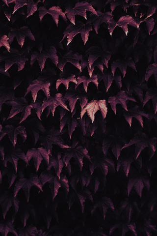 Leaves, foliage, nature, 240x320 wallpaper