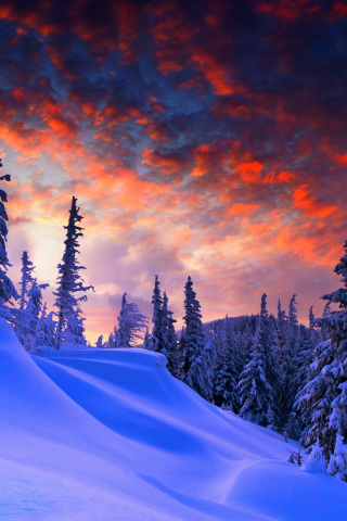 Winter evening, beautiful sky, trees, clouds, 240x320 wallpaper