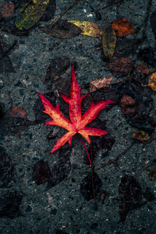 Leaf, fall, autumn, 240x320 wallpaper