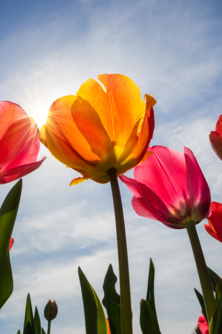 Tulips, bloom, sunny day, spring, 240x320 wallpaper