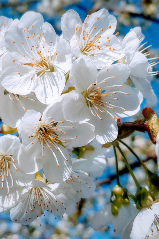 White, close up, cherry tree, spring, blossom, 240x320 wallpaper