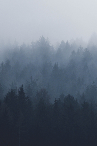 Misty day, fog, nature, trees, 240x320 wallpaper