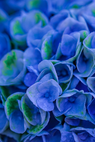 Bloom, blue, Hydrangeas, close up, 240x320 wallpaper