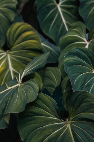 Flora, green leaf, veins, close up, 240x320 wallpaper