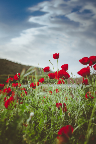 Meadow, bright and red poppy, plants, nature, 240x320 wallpaper