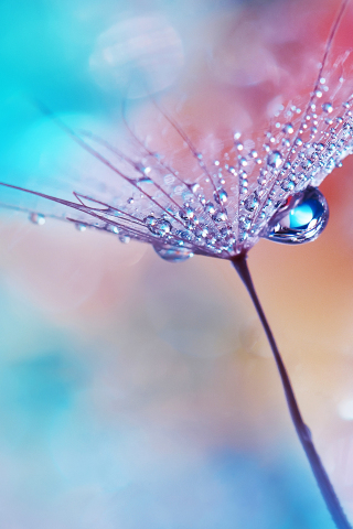 Dew drops, flower, macro, Huawei Mediapad, 240x320 wallpaper
