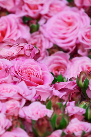 Roses, pink, fresh, bouquet, 240x320 wallpaper