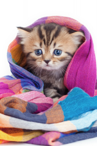 Cute, animal, feline wrap in blanket, 240x320 wallpaper