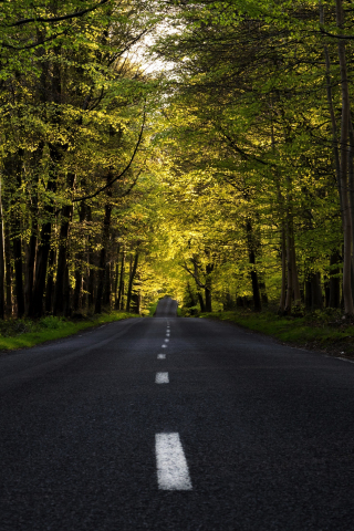 Highway, forest, tree, road, spring, 240x320 wallpaper
