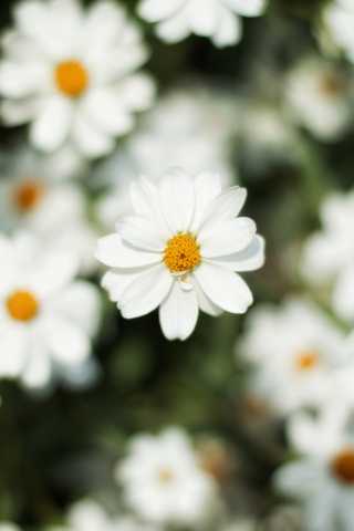 Blur, bloom, white daisy, flowers, 240x320 wallpaper