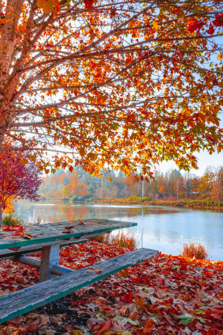 Autumn, fall, maple tree, foliage, autumn, leaves, sunny day, lakeside, 240x320 wallpaper