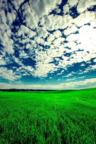 Field, landscape, grassland, nature, sunny day, 240x320 wallpaper