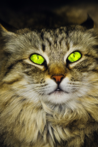 Green eyes, cat, feline, stare, 240x320 wallpaper