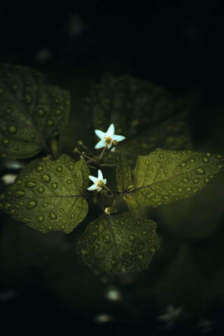 Three leaves, small flower buds, branch, 240x320 wallpaper