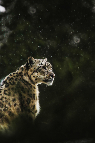 Portrait, leopard, predator, 240x320 wallpaper