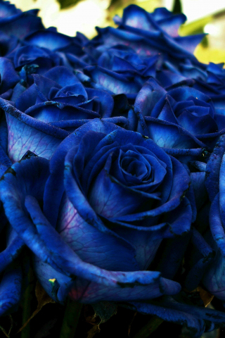 Download wallpaper 240x320 blue roses, bouquet, fresh, old mobile, cell  phone, smartphone, 240x320 hd image background, 7764